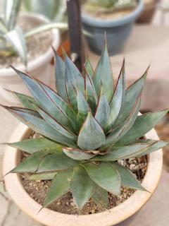 Agave en pot