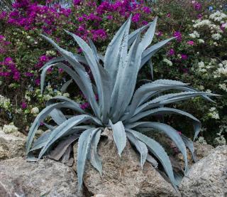 Agave entretien