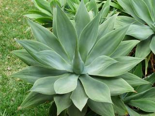 Agave plantation