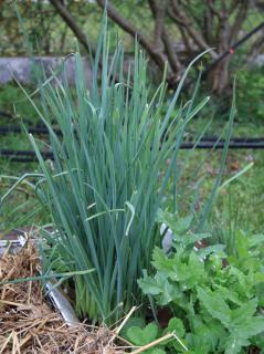 Allium porum - poireau perpétuel