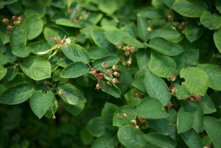 Amelanchier canadensis - Amélanchier du Canada - fruit recolte