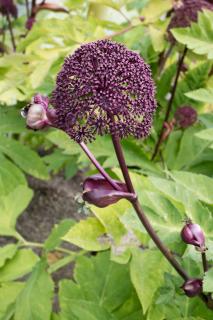 Angelica gigas – Angélique rouge - Entretien