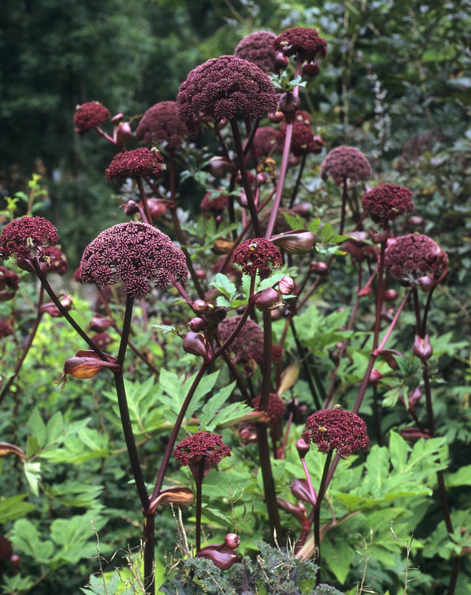 Angelica gigas – Angélique rouge à fleurs pourpres