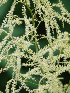 Barbe de Bouc - Aruncus dioicus - Entretien