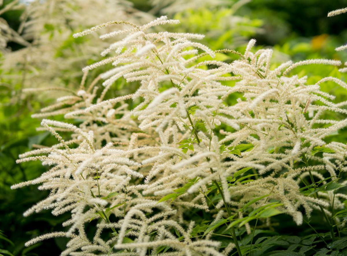 Barbe de Bouc - Aruncus dioicus