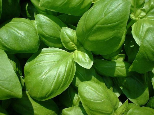 Pot De Culture Céramique Basilic Grand Vert - Kit Jardinage Bio 8cm | Radis Et Capucine - Fabriqué En France