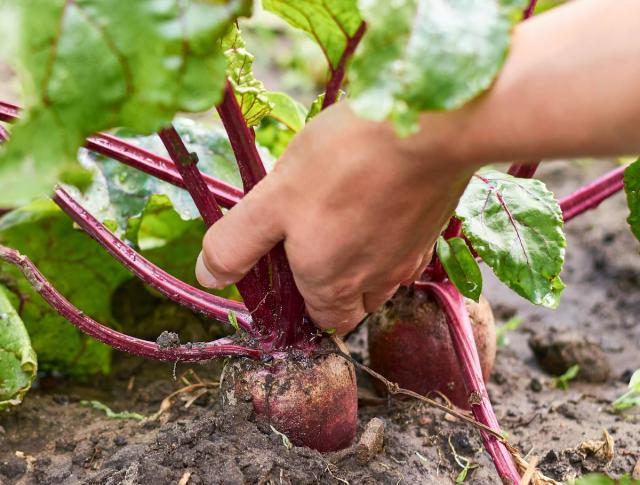 Betterave : semis, culture, entretien et récolte