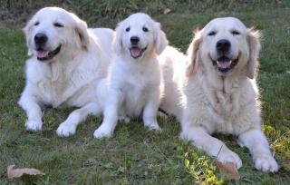 Caractere Golden Retriever