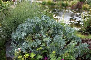 Chou marin - Crambe maritima
