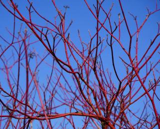 Cornouiller - Cornus alba