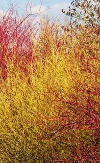 Cornus sericea