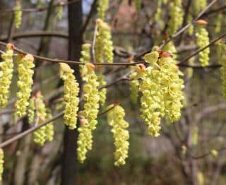 Corylopsis