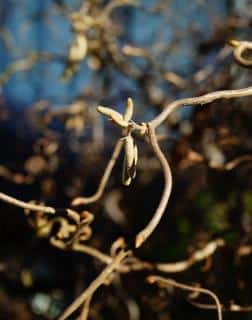 Corylus avellana ‘Contorta’