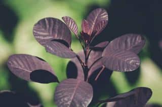 Cotinus - Arbre a Perruque - Plantation