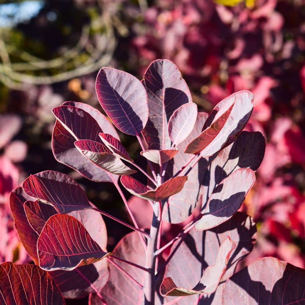 Cotinus - Arbre a Perruque