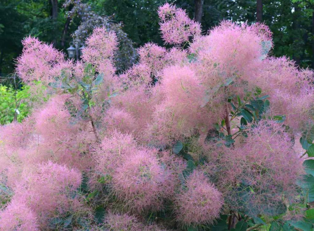 Cotinus Coggygria - arbre a perruque