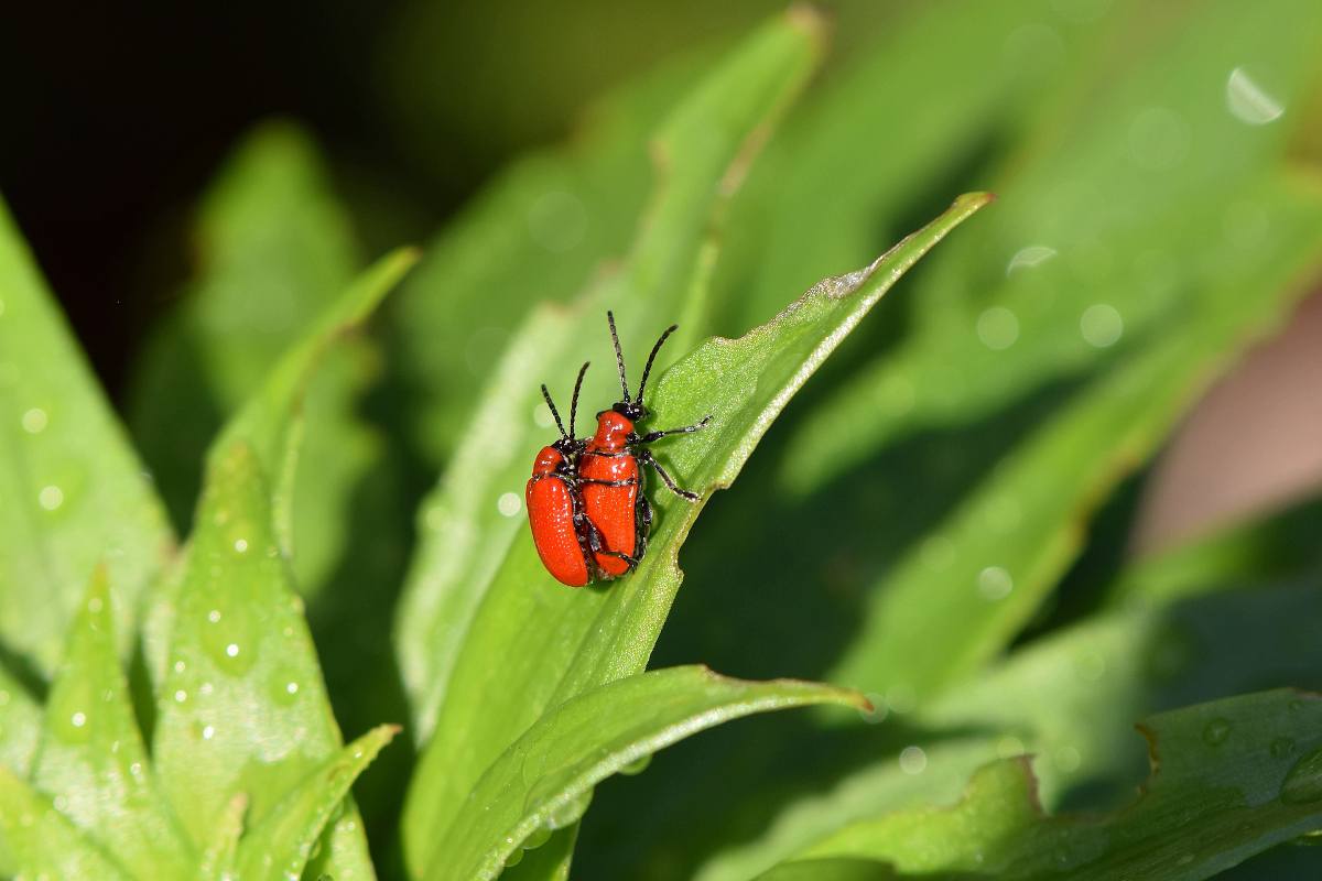 Criocere du lis - Lilioceris lilii