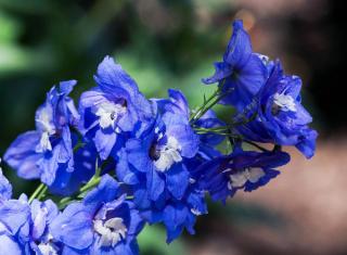 Delphinium Pacific plantation