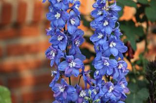 Delphinium Pacific tuteur