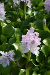 Eichhornia crassipes