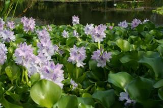 Eichhornia crassipes en fleur bassin