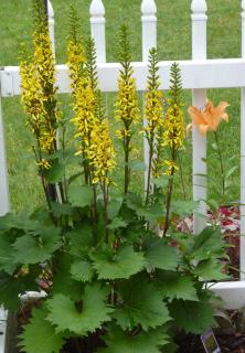 Entretien Ligularia hessei - ligulaire