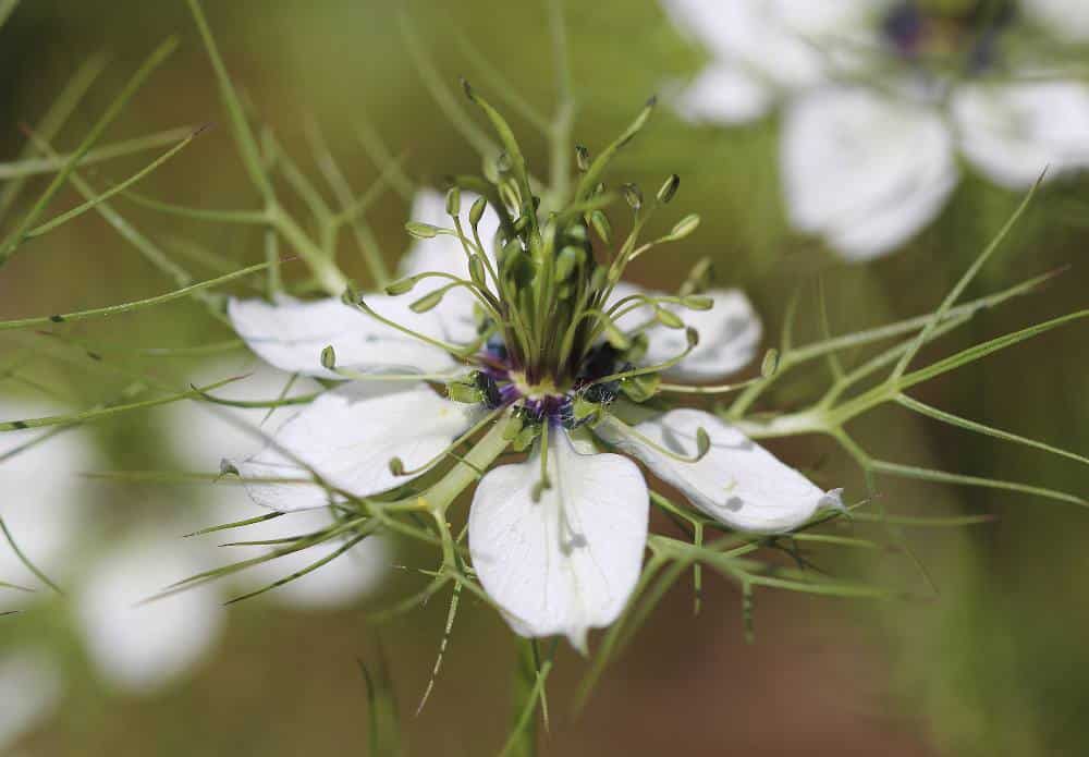 Entretien Nigelle de Damas - Nigella damascena