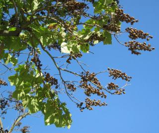 Entretien taille du Plantation du Paulownia tomentosa