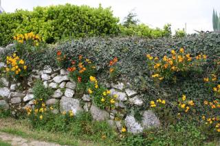 Erysimum-Cheiranthus_giroflee