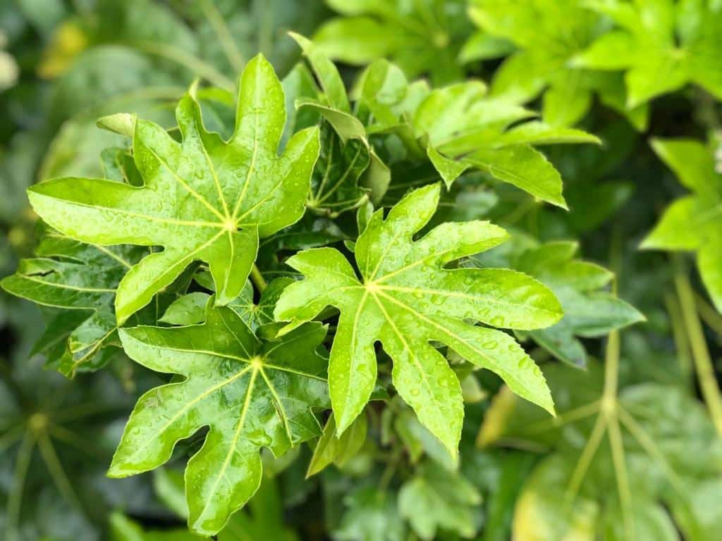 Fatsia japonica - Aralia du Japon