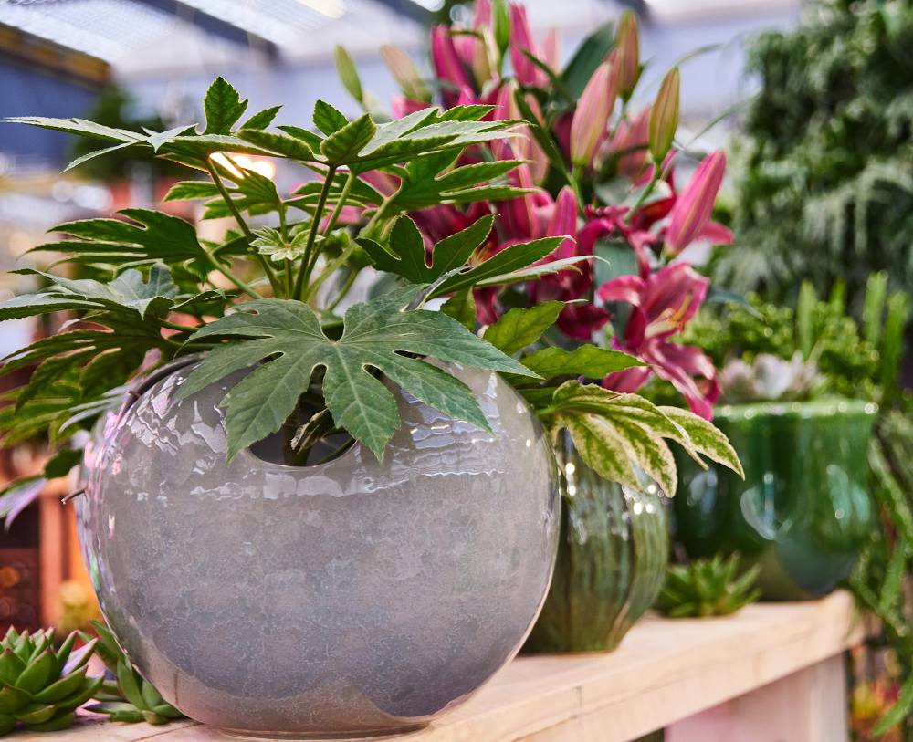 Choix de vert - Fatsia japonica - Fingerplant - plante d'intérieur en pot  SANTORINI