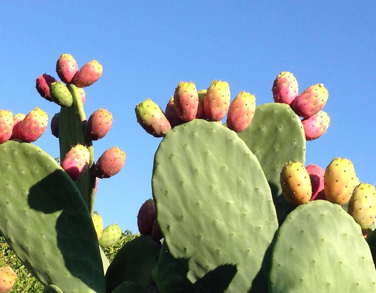 Arrosage Figuier De Barbarie Figuier De Barbarie Ou Opuntia Ficus 