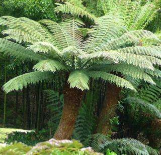 Fougère arborescente - Dicksonia antarctica - Plantation exposition