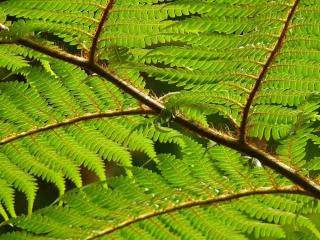 Fougère arborescente - Dicksonia antarctica - culture entretien