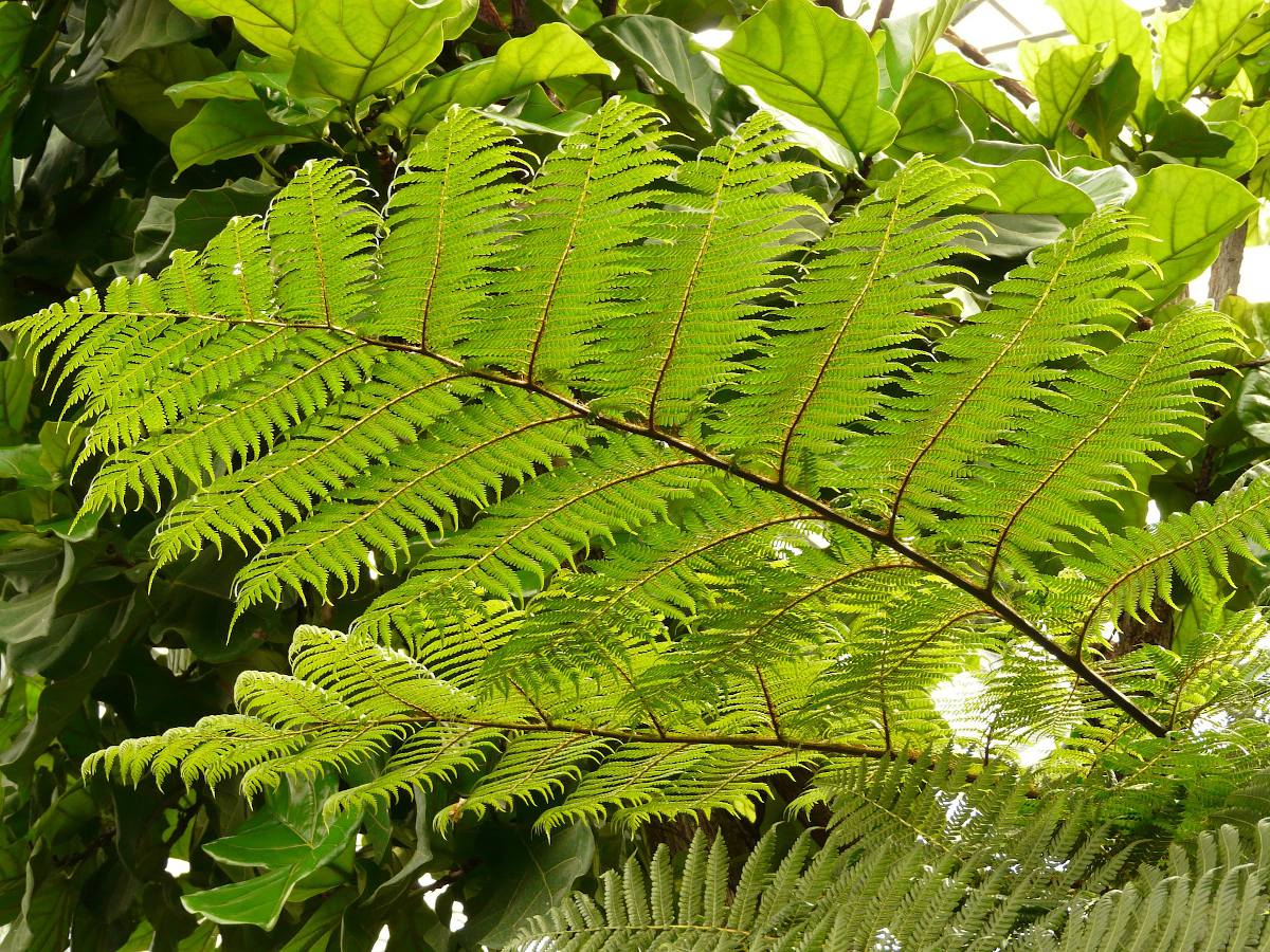 Fougère arborescente