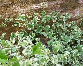 Glechoma hederacea Variegata