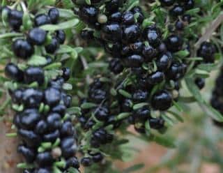 Baie de goji : plantation, entretien - Côté Maison