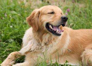 Golden Retriever