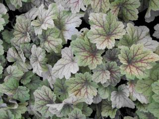 Heuchera Pewter Veil