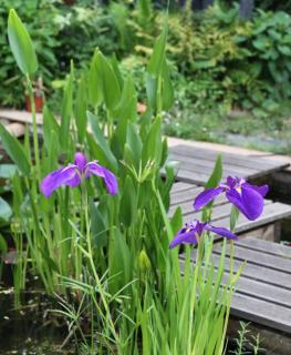 Iris laevigata