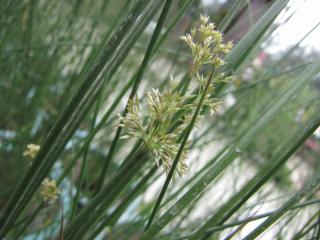 Juncus effusus - Jonc epars spirale