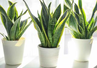 Langue de belle mere - Sansevieria trifasciata