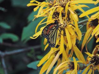 Ligularia hessei - ligulaire