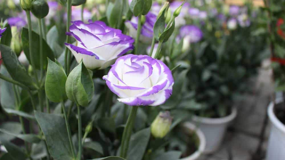 Lisianthus, Eustome à grandes fleurs, Eustome de Russel, Gentiane des  prairies, Eustoma grandiflorum : planter, cultiver, multiplier