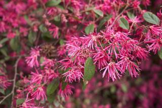 Loropetalum chinense rubra