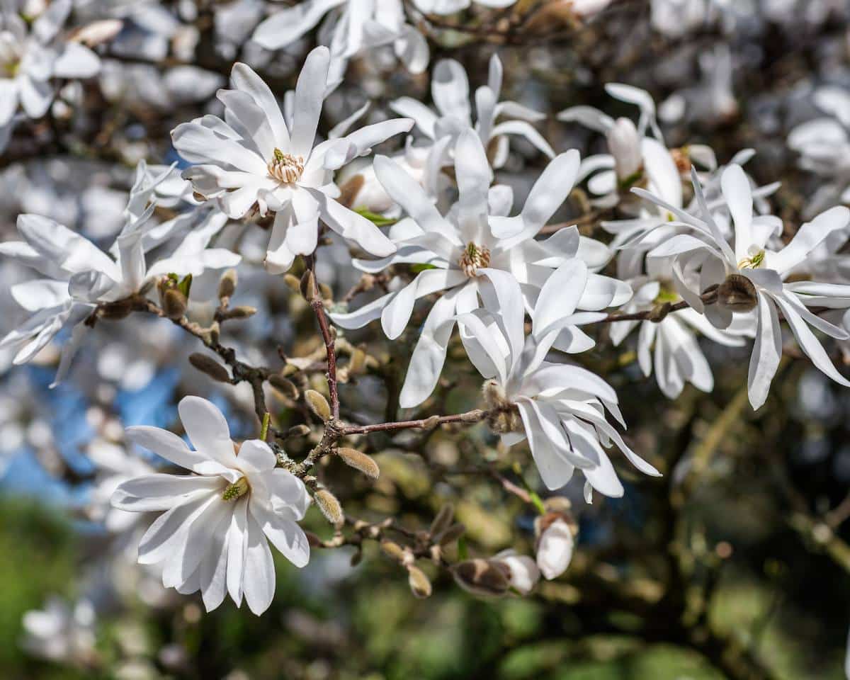 Magnolia étoilé