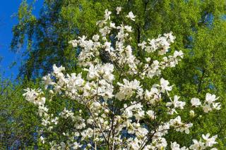 Magnolia loebneri