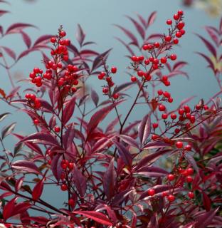 Nandina domestica