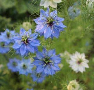 Nigelle de Damas - Nigella damascena