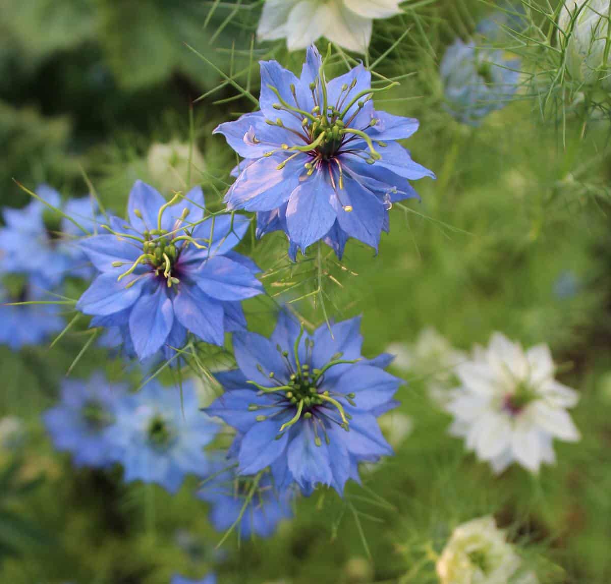 Nigelle de Damas - Nigella damascena